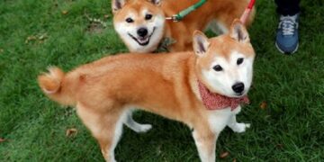 Shiba Inu’s Governance Token Outperforms Dogecoin, Floki — Boosted By Support Expansion From Bermuda By Benzinga
