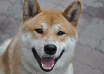 Why Dogecoin And Shiba Inu (SHIB) Are Moving