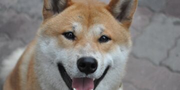 Why Dogecoin And Shiba Inu (SHIB) Are Moving