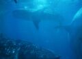 Ethereum Sharks Accumulated In Past Year, But Whales Sold