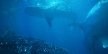 Ethereum Sharks Accumulated In Past Year, But Whales Sold