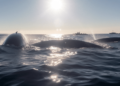 Are Bitcoin whales starting to experience FOMO? This new data suggests…