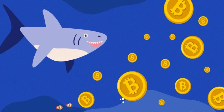 Whales Shift Their Focus to Small-Cap Altcoins; Should Large-Cap Coins be Worried?