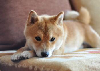 Shiba Inu Price Golden Cross Nears Ahead of Shibarium Launch