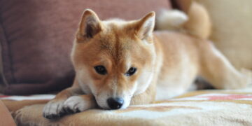 Shiba Inu Price Golden Cross Nears Ahead of Shibarium Launch