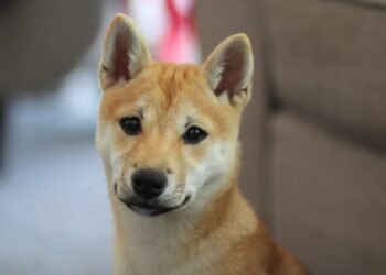 Why Dogecoin Is Falling – Benzinga