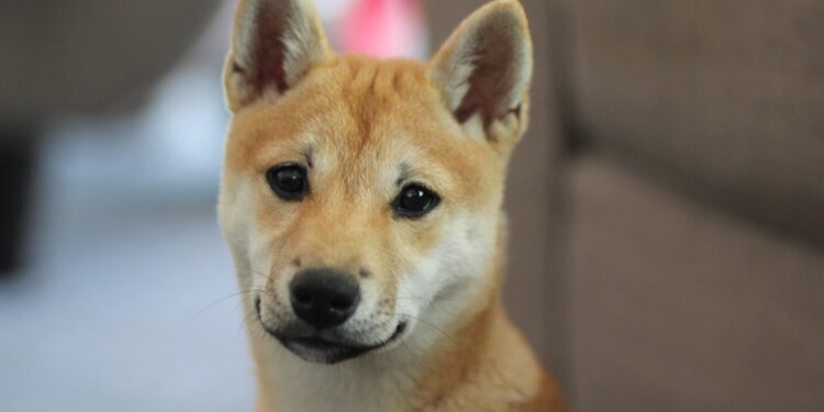 Why Dogecoin Is Falling – Benzinga