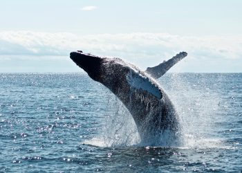 Early Whales Bet Big On ZkSync, Securing 32% Of Crypto Holdings On The Network