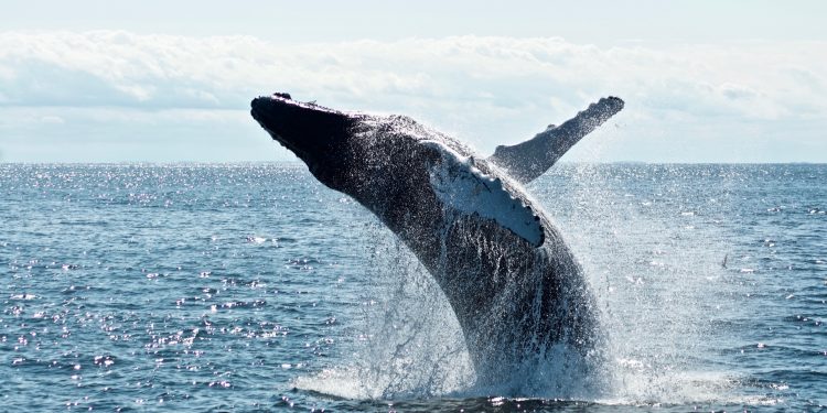 Early Whales Bet Big On ZkSync, Securing 32% Of Crypto Holdings On The Network