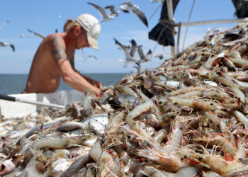 What Investors Need To Watch Out For