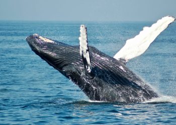 Bitcoin Whales Have Bought $1.8 Billion Since Recent High