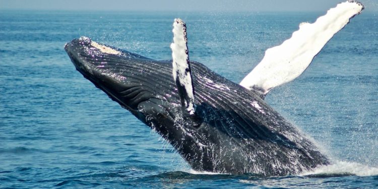 Bitcoin Whales Have Bought $1.8 Billion Since Recent High