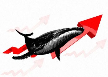Crypto Whales are Ruling Amid the Market Downturn