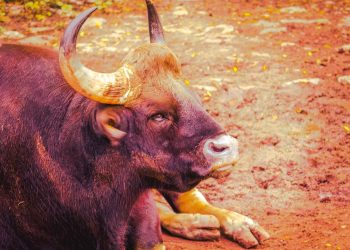 Bullish Sentiment Prevails in Crypto Market as Bitcoin (BTC) and Dogecoin (DOGE) Drive Gains
