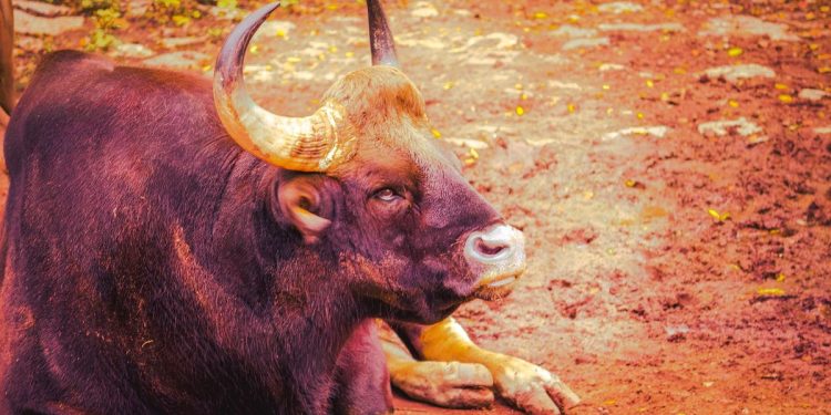 Bullish Sentiment Prevails in Crypto Market as Bitcoin (BTC) and Dogecoin (DOGE) Drive Gains