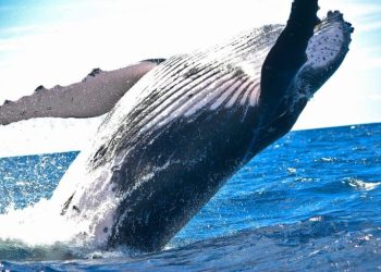 Bitcoin ($BTC) Whales Undeterred by Crypto Downturn as Analysts Notice Heavy Accumulation