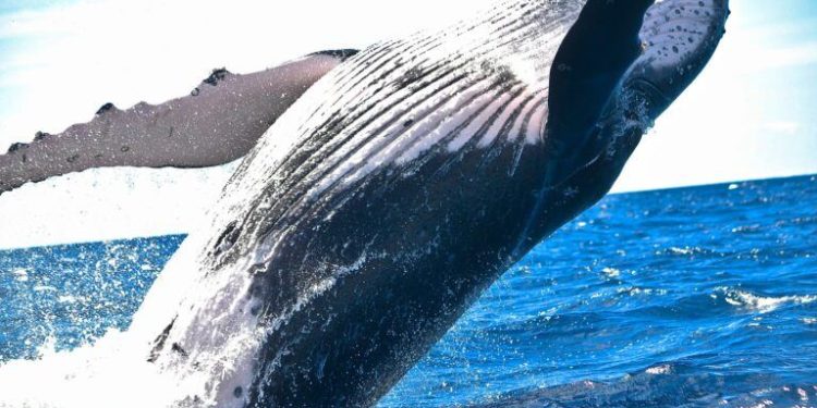 Bitcoin ($BTC) Whales Undeterred by Crypto Downturn as Analysts Notice Heavy Accumulation