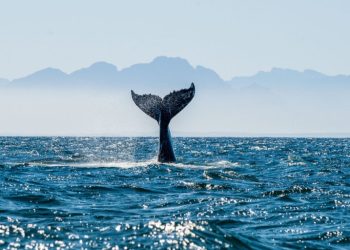 Bitcoin Whale Moves $1.2 Million After 13 Years of Inactivity