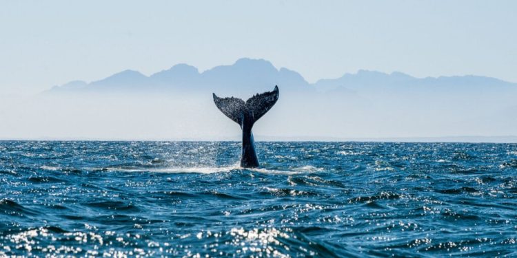 Bitcoin Whale Moves $1.2 Million After 13 Years of Inactivity