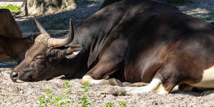 Bitcoin’s market dominance hits record lows as altcoins soar post-XRP win