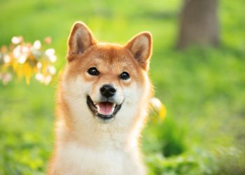 Why Dogecoin Was a Star Cryptocurrency Today