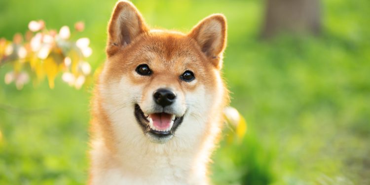 Why Dogecoin Was a Star Cryptocurrency Today