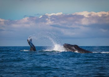Bitcoin Witnesses Historic Whale Exodus: What You Need To Know