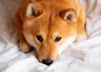 Shiba Inu (SHIB) Memecoin Sees Renewed Market Demand: Analysis
