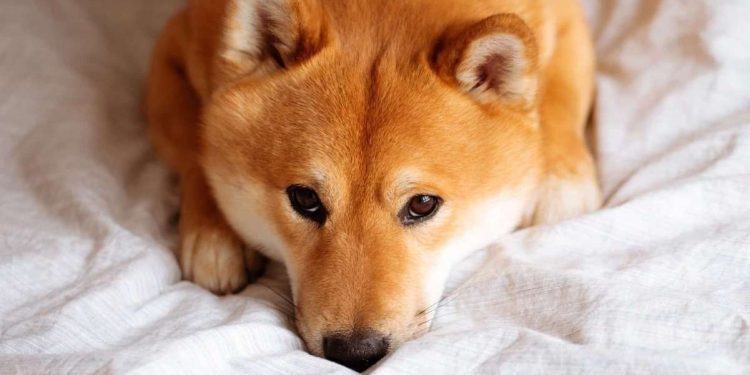Shiba Inu (SHIB) Memecoin Sees Renewed Market Demand: Analysis