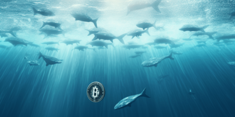 Bitcoin: Can whales’ exchange activity cause BTC to decline?