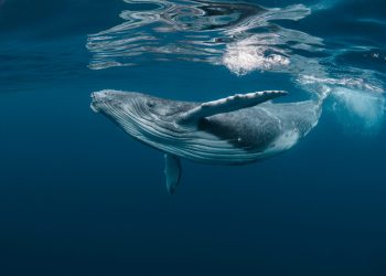 Ethereum Records Massive Whale Activity Amidst ETH Price Drop: Santiment