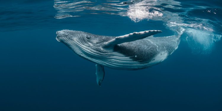Ethereum Records Massive Whale Activity Amidst ETH Price Drop: Santiment