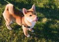 Dogecoin or Shiba Inu: Which one has a Bright Future? – CryptoTicker.io – Bitcoin Price, Ethereum Price & Crypto News