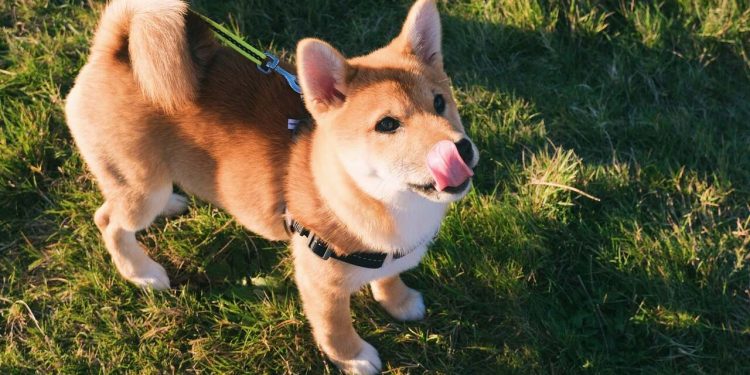 Dogecoin or Shiba Inu: Which one has a Bright Future? – CryptoTicker.io – Bitcoin Price, Ethereum Price & Crypto News