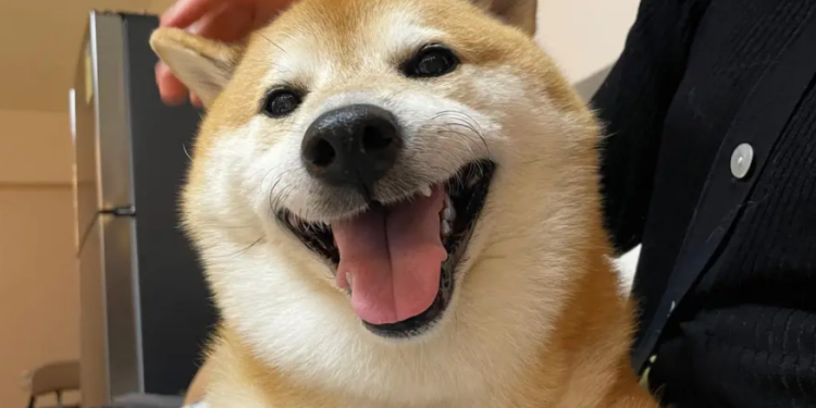 Goodbye, Cheems: Iconic Dogecoin Meme Pooch Succumbs To Leukemia At Age 12