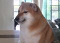 Cheems, the ‘Dogecoin’ Meme Dog, Has Passed Away