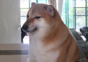 Cheems, the ‘Dogecoin’ Meme Dog, Has Passed Away