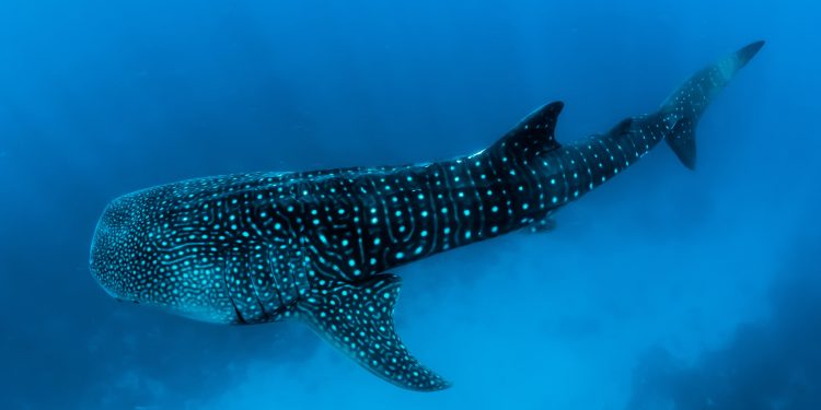 Ethereum In Bleak Situation? Sharks & Whales Continue 4-Month Long Selloff