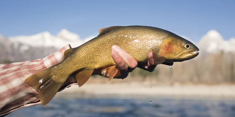 Spear phishing vs. phishing: what’s the difference?