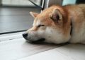 Elon Musk’s Dogecoin Mascot Floki Didn’t Get Along With His Other Pooch, The Furry Fiends Turned Maye’s Apartment Into A ‘Circus’, Biography Reveals