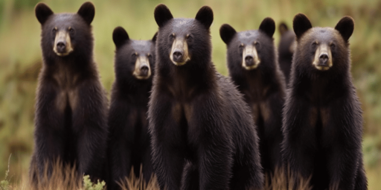 XRP: Bears outpace bulls in August amidst dawdling prices