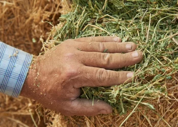 Empowering farmers across the digital divide in Malawi with OpenHarvest