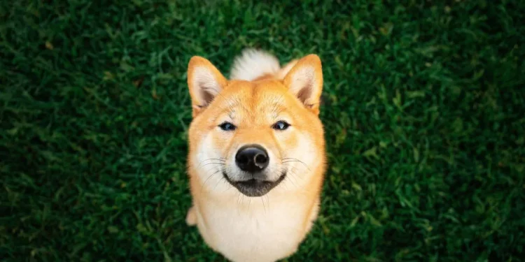 Крипто китовете местят милиони долари в DOGE