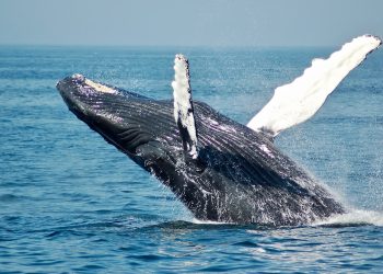 Bitcoin Price At Risk? Whale Transfers $137 Million In BTC After 3-Year Dormancy
