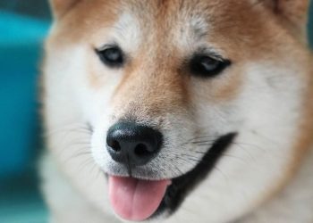 Key Metric of Dogecoin Futures Jumps in Past 24 Hours | Video