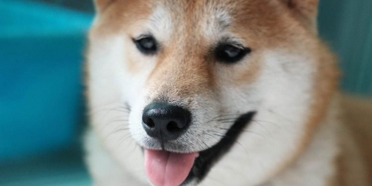 Key Metric of Dogecoin Futures Jumps in Past 24 Hours | Video