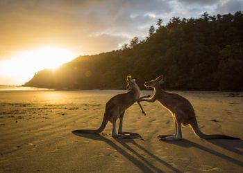 Australian stock exchange abandons blockchain revamp The Block