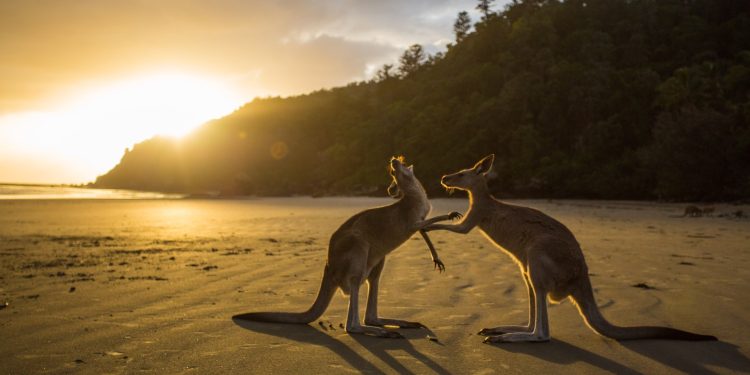 Australian stock exchange abandons blockchain revamp The Block