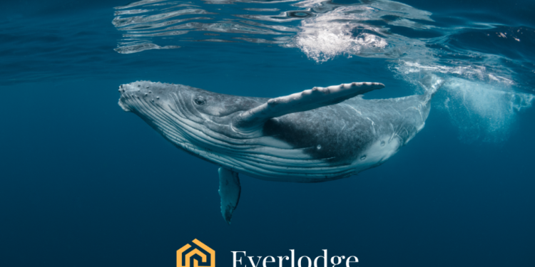 Crypto whales top bull market picks – Dogecoin, Ethereum and Everlodge