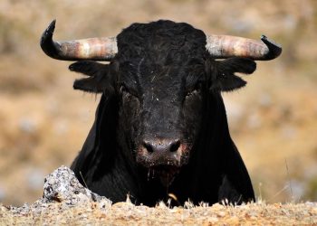 Bitcoin (BTC) Prices Target the $40,000 Level, Here’s Why